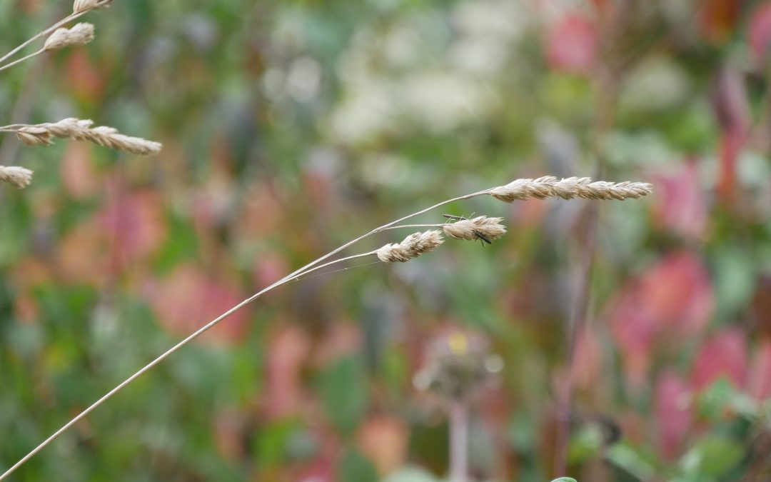 Fiori d’autunno